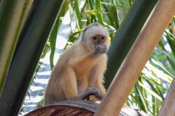Trinidad White-fronted Capuchin imported from iNaturalist photo 65490767 on 29 December 2023.jpg