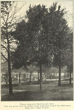 Ulmus campestris Haerlemensis (Spr.).jpg