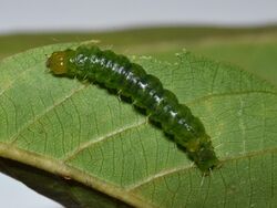 Ulopeza conigeralis larva.jpg