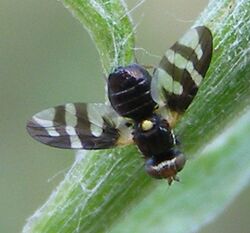 Urophora-quadrifasciata-Knapweed-gall-fly-20100706b.JPG