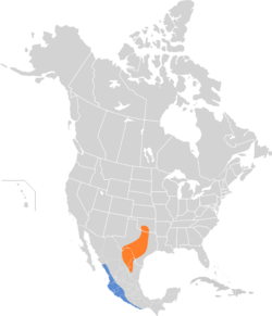 Vireo atricapilla map.svg