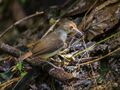 White-chested Babbler (14076854301).jpg