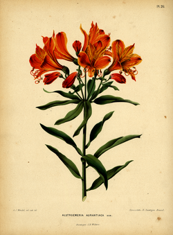 WitteHeinrichFlora1868-026-Alstroemeria aurea.png