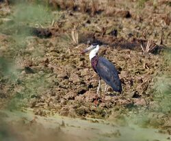 Woolly-necked Stork (Ciconia episcopus) in the fields near Hodal I IMG 9322.jpg