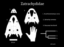 Zatrachydidae diagram.png