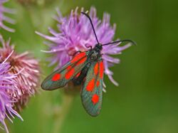 Zygaenidae - Zygaena romeo.JPG