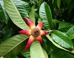 山椒子(大花紫玉盤) Uvaria grandiflora -新加坡植物園 Singapore Botanic Gardens- (15534326432).jpg