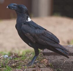 2009-white-necked-raven.jpg