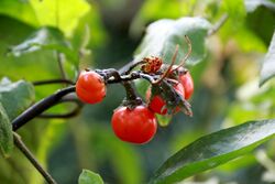 20171014 - Solanum uporo Dunal - fruit.jpg