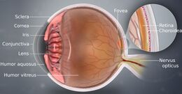 A detailed depiction of eye using a 3D medical illustration