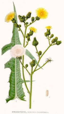 555 Sonchus palustris.jpg