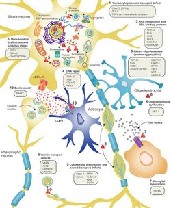 ALS Disease Pathology and Proposed Disease Mechanisms.jpg