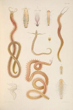 A monograph of the British marine annelids 1915 XCIII.jpg