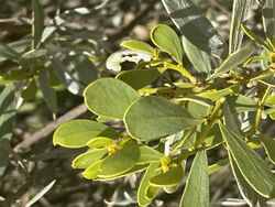 Acacia argyraea.jpg