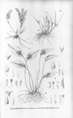 Acianthera purpureoviolacea (as Pleurothallis purpureo-violacea) - Pleurothallis scabripes - Acianthera luteola (as Pl. platycaulis ) - Fl.Br.3-4-115.jpg