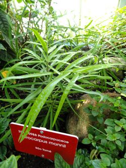 Afrocarpus mannii - Botanical Garden in Kaisaniemi, Helsinki - DSC03662.JPG