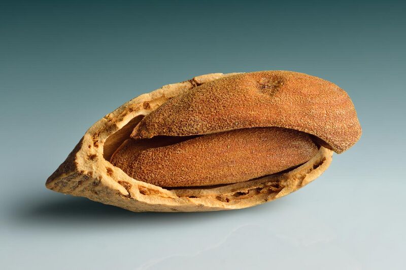 File:Almond with two kernels.jpg