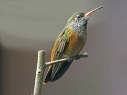 Amazilia Hummingbird RWD2.jpg