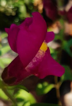 Antirrhinum majus-Flower 03.jpg