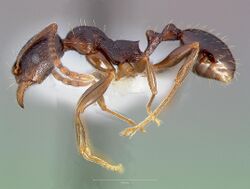 Aphaenogaster occidentalis casent0005725 profile 1.jpg