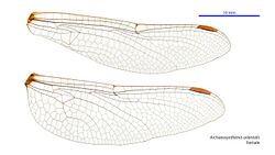Archaeosynthemis orientalis female wings (34921488731).jpg