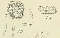 Aschersonia disciformis (15871708040).jpg
