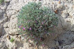 Astragalus barrii.jpg