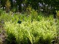 Auteuil-Fern garden 04.JPG