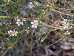 Baeckea brevifolia.jpg