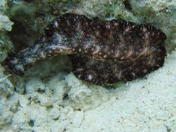 A marine species Pseudobiceros bedfordi (Bedford's Flatworm), a member of the Polycladida