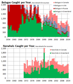 Data showing the number of beluga and narwhal catches