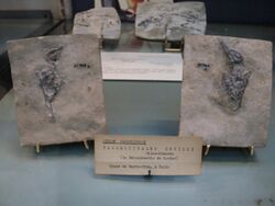 Bergeronnette de Cuvier (Palaegithalus cuvieri) - galerie de Paléontologie - Jardin des plantes - MNHN.jpg