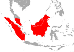 Borneo Roundleaf Bat area.png