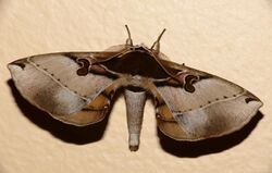 Brahmaeid Moth (Spiramiopsis comma) (30170511712).jpg