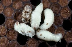 CSIRO ScienceImage 7018 Asian bee mites Tropilaelaps sp on European honey bees and a deformed bee top left.jpg