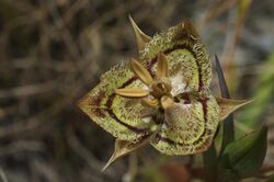 Calochortus tiburonensis Ring Mountain.jpg