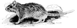 Cambridge Natural History Mammalia Fig 236.jpg