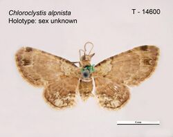 Chloroclystis alpnista dorsal.jpg