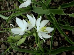 Chlorophytum tuberosum.jpg