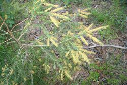 Young "Picea abies" infected by "Chrysomyxa ledi" needle rust.