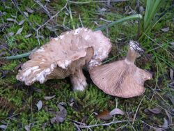 Clitocybe alexandrii.jpg