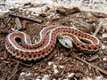 Coast Garter Snake.jpg