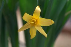 Colchicum luteum 002 GotBot 2016.jpg