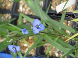 Commelina dianthifolia (18682052398).jpg