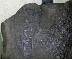 Conularia gratiosa (fossil conulariids) (Salem Limestone, Middle Mississippian; Spergen Hill, Indiana, USA) 3.jpg