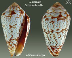 Conus aemulus 2.jpg