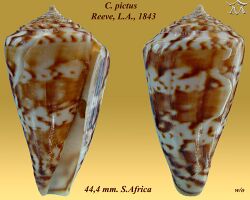 Conus pictus 1.jpg