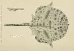 Dactylobatus armatus BEAN&WEED,1909.jpg