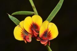 Daviesia angulata.jpg