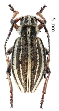 Dorcadion songaricum (female) (10.3897-zookeys.805.29660) Figure 8 (cropped).jpg